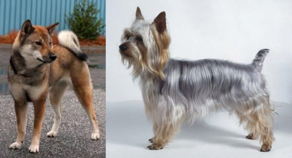 Silky Terrier vs Shikoku - Breed Comparison