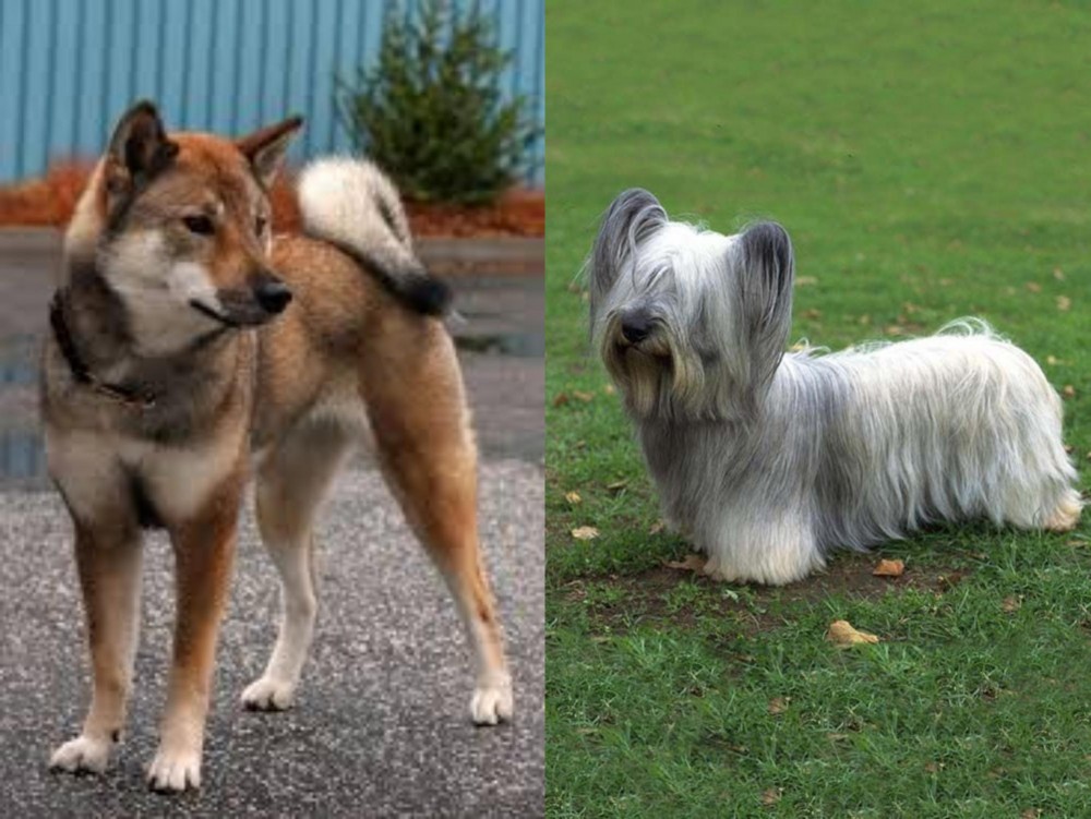 Skye Terrier vs Shikoku - Breed Comparison