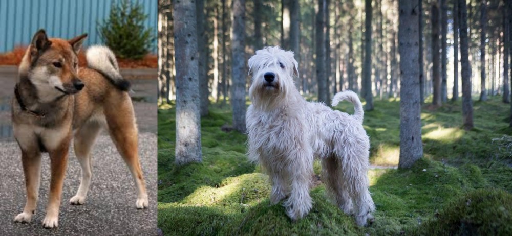 Soft-Coated Wheaten Terrier vs Shikoku - Breed Comparison