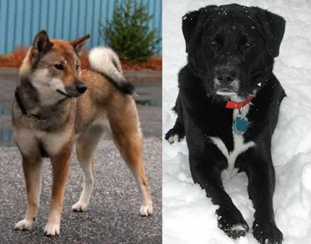 St. John's Water Dog vs Shikoku - Breed Comparison