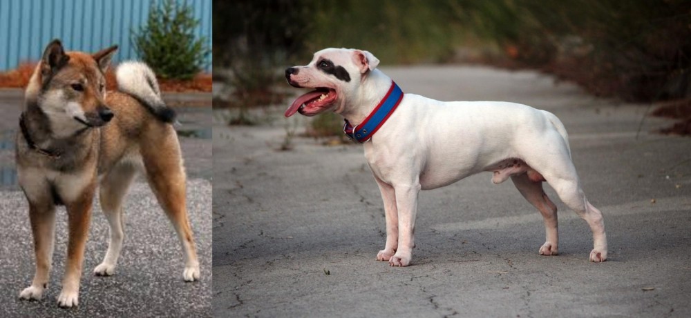 Staffordshire Bull Terrier vs Shikoku - Breed Comparison