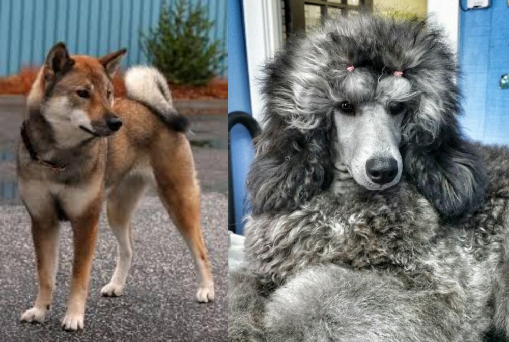 Standard Poodle vs Shikoku - Breed Comparison