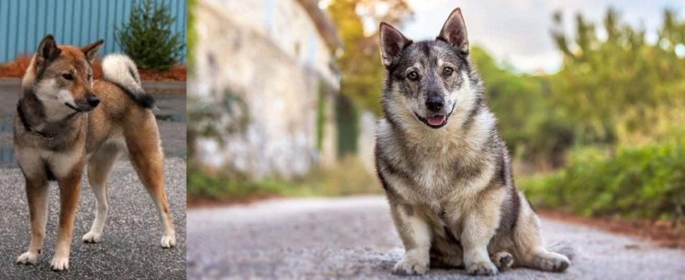 Swedish Vallhund vs Shikoku - Breed Comparison