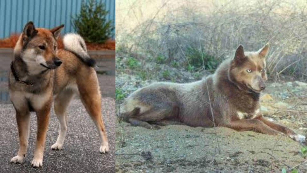 Tahltan Bear Dog vs Shikoku - Breed Comparison
