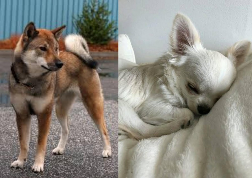 Tea Cup Chihuahua vs Shikoku - Breed Comparison