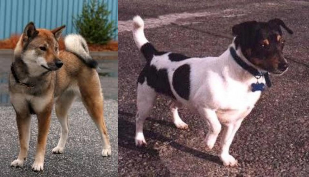Teddy Roosevelt Terrier vs Shikoku - Breed Comparison