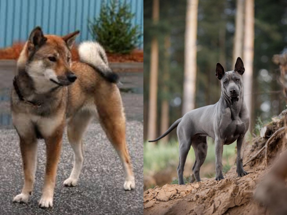 Thai Ridgeback vs Shikoku - Breed Comparison