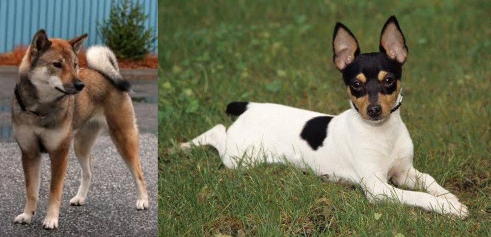 Toy Fox Terrier vs Shikoku - Breed Comparison