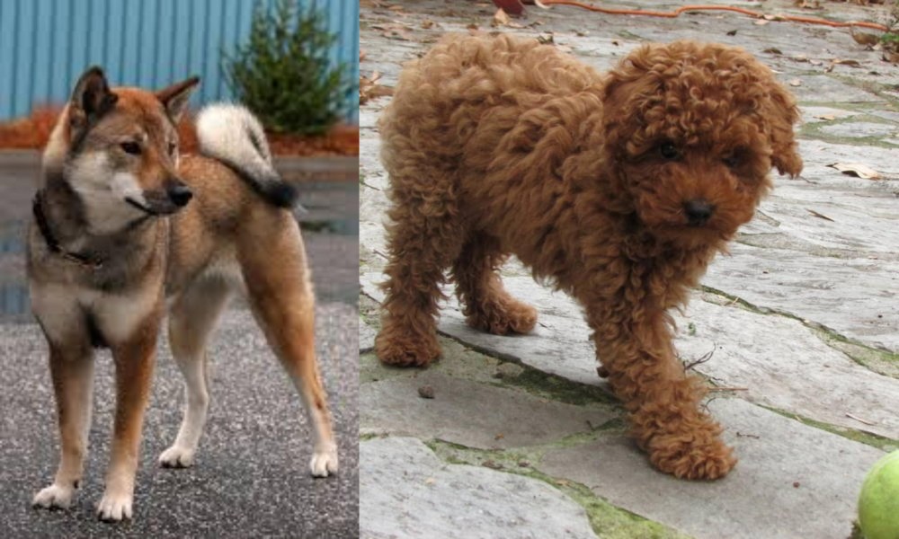 Toy Poodle vs Shikoku - Breed Comparison