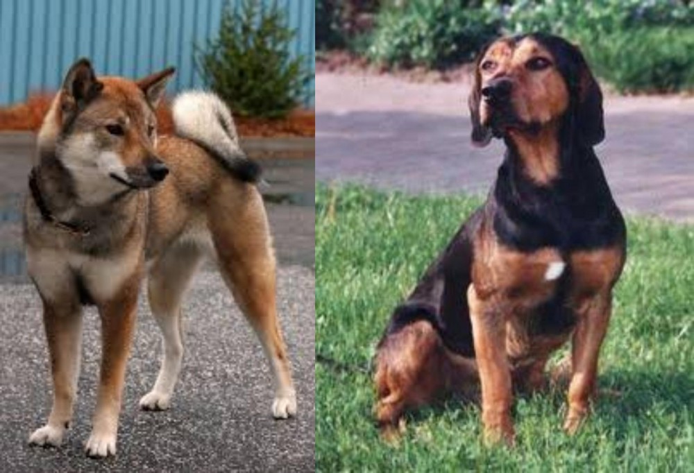 Tyrolean Hound vs Shikoku - Breed Comparison