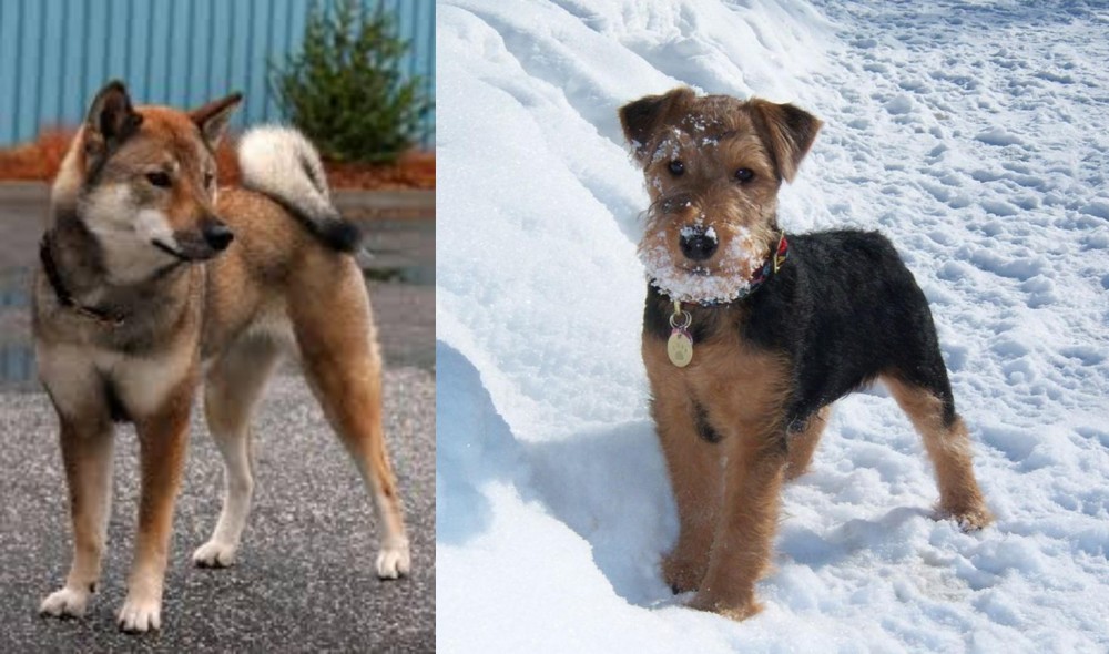 Welsh Terrier vs Shikoku - Breed Comparison