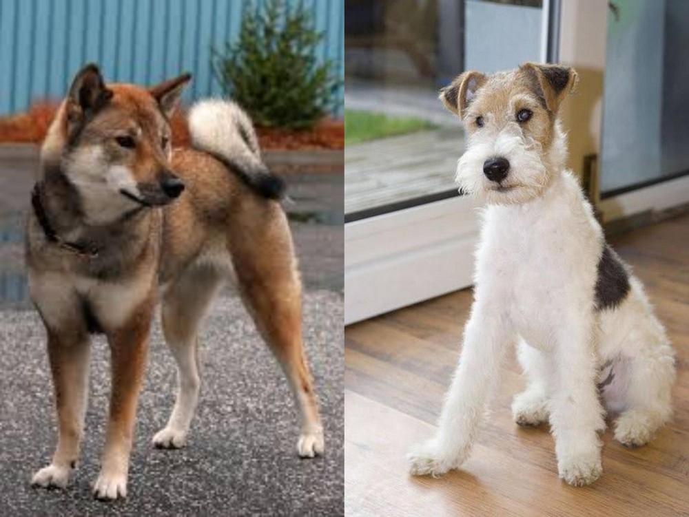 Wire Fox Terrier vs Shikoku - Breed Comparison