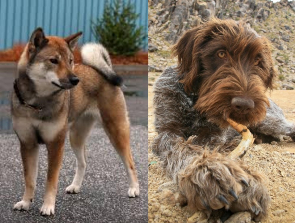 Wirehaired Pointing Griffon vs Shikoku - Breed Comparison