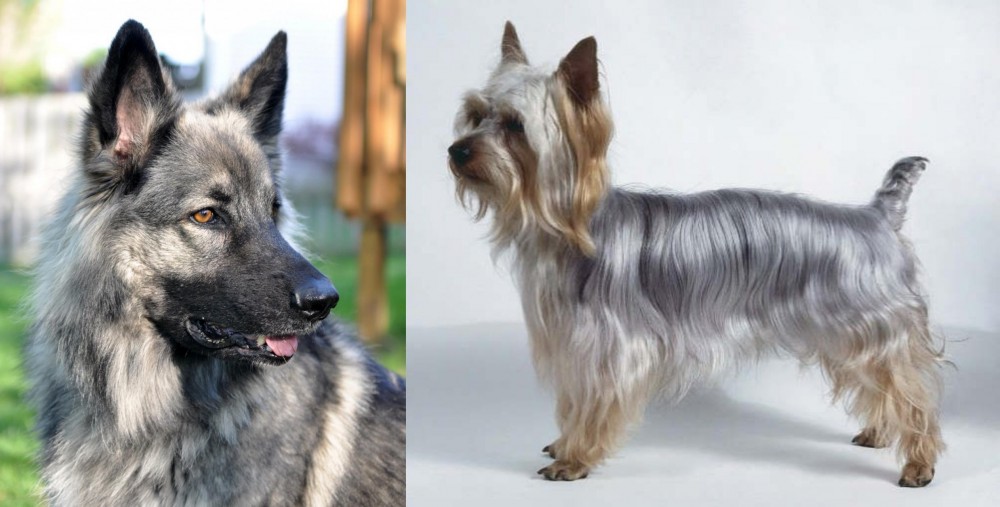 Silky Terrier vs Shiloh Shepherd - Breed Comparison