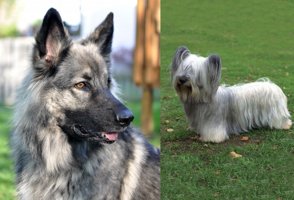 Skye Terrier vs Shiloh Shepherd - Breed Comparison