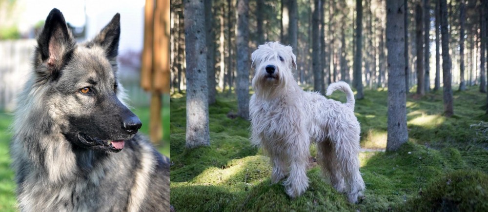 Soft-Coated Wheaten Terrier vs Shiloh Shepherd - Breed Comparison