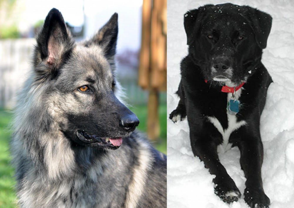 St. John's Water Dog vs Shiloh Shepherd - Breed Comparison