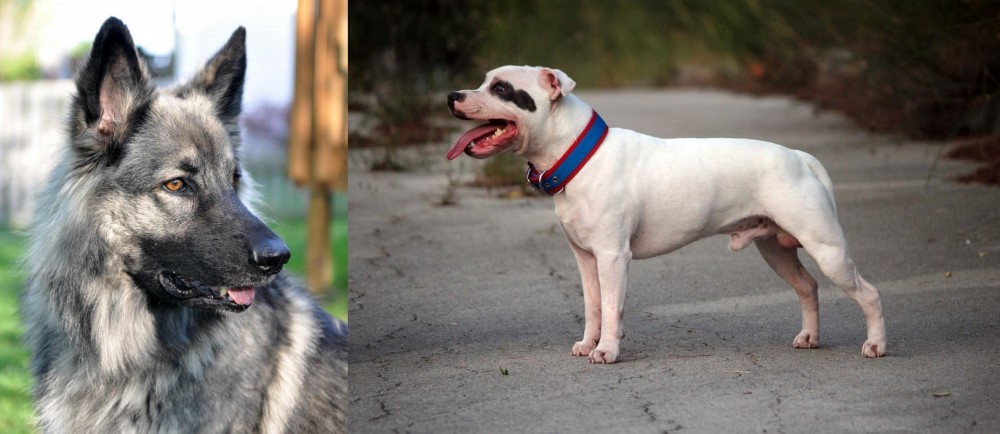 Staffordshire Bull Terrier vs Shiloh Shepherd - Breed Comparison