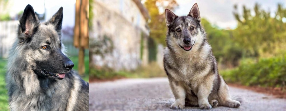 Swedish Vallhund vs Shiloh Shepherd - Breed Comparison