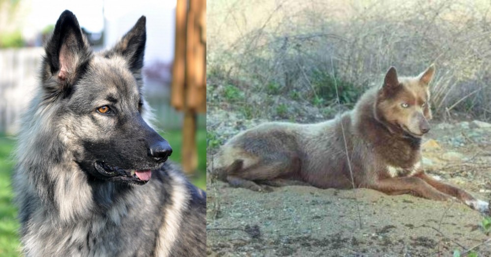 Tahltan Bear Dog vs Shiloh Shepherd - Breed Comparison