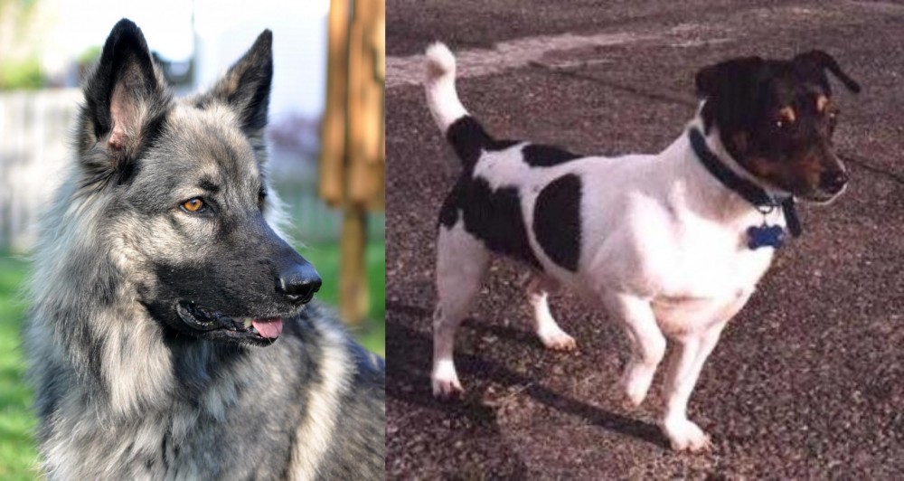 Teddy Roosevelt Terrier vs Shiloh Shepherd - Breed Comparison