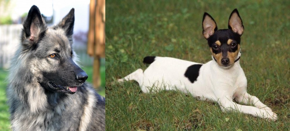 Toy Fox Terrier vs Shiloh Shepherd - Breed Comparison