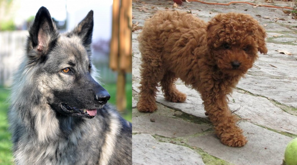 Toy Poodle vs Shiloh Shepherd - Breed Comparison