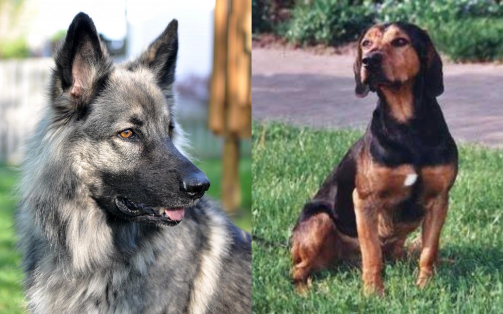 Tyrolean Hound vs Shiloh Shepherd - Breed Comparison