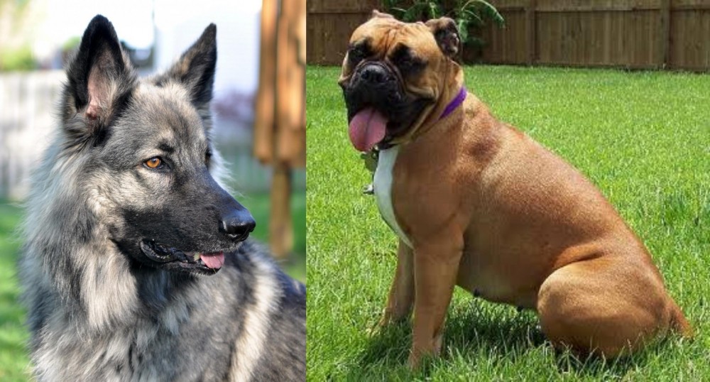 Valley Bulldog vs Shiloh Shepherd - Breed Comparison