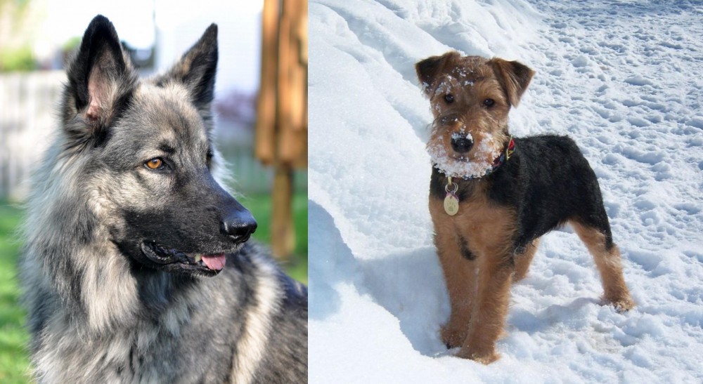 Welsh Terrier vs Shiloh Shepherd - Breed Comparison