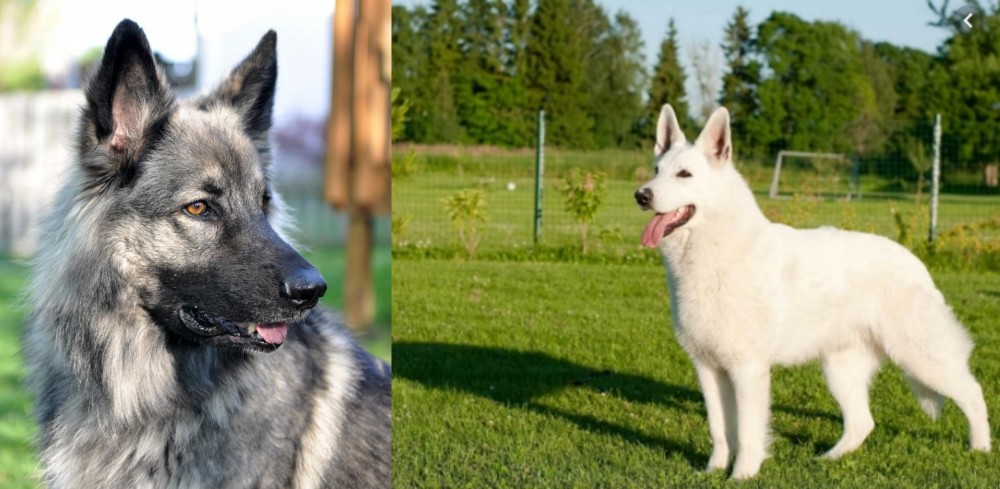 White Shepherd vs Shiloh Shepherd - Breed Comparison
