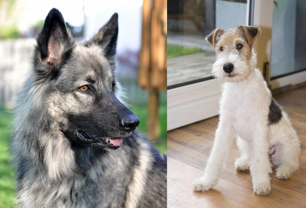 Wire Fox Terrier vs Shiloh Shepherd - Breed Comparison