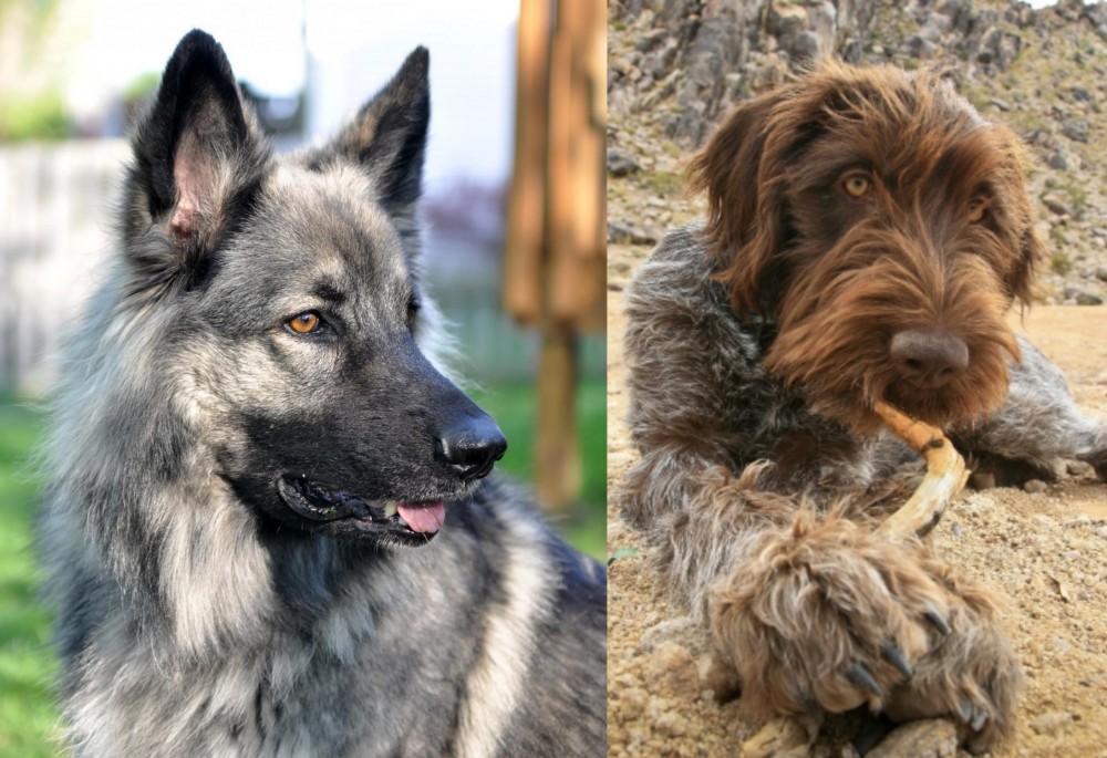 Wirehaired Pointing Griffon vs Shiloh Shepherd - Breed Comparison