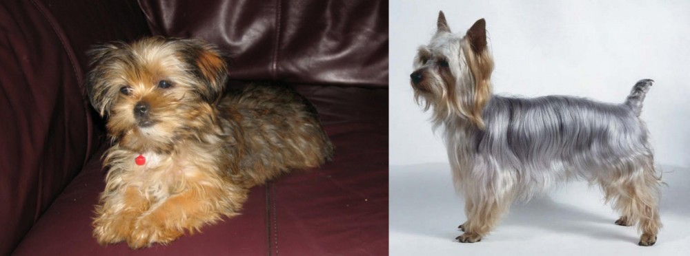 Silky Terrier vs Shorkie - Breed Comparison