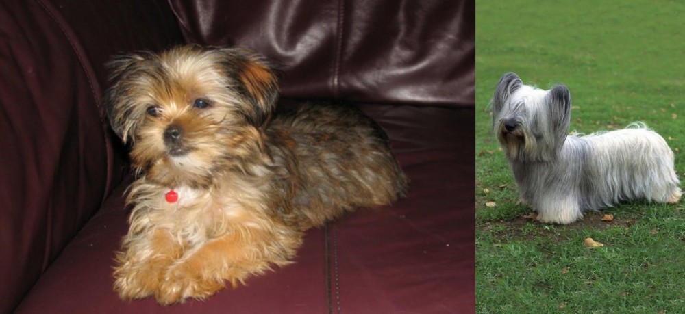 Skye Terrier vs Shorkie - Breed Comparison