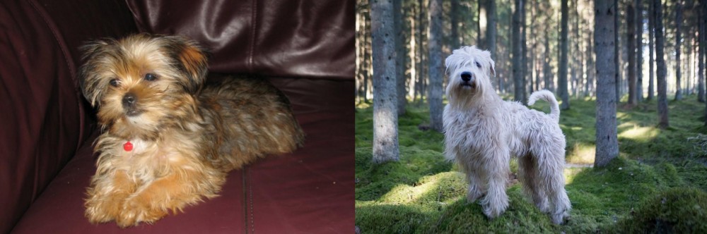 Soft-Coated Wheaten Terrier vs Shorkie - Breed Comparison