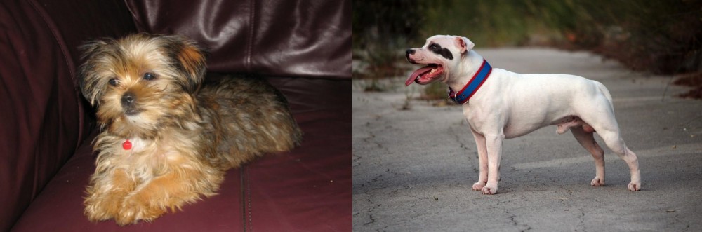 Staffordshire Bull Terrier vs Shorkie - Breed Comparison