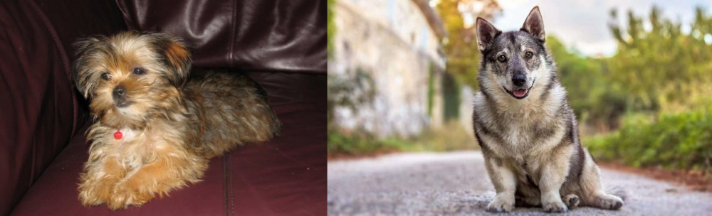 Swedish Vallhund vs Shorkie - Breed Comparison