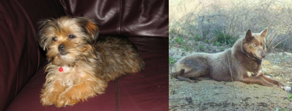 Tahltan Bear Dog vs Shorkie - Breed Comparison