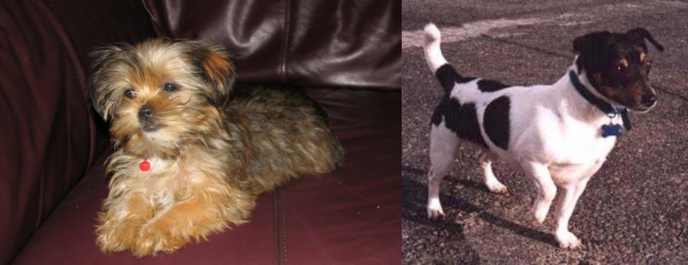 Teddy Roosevelt Terrier vs Shorkie - Breed Comparison