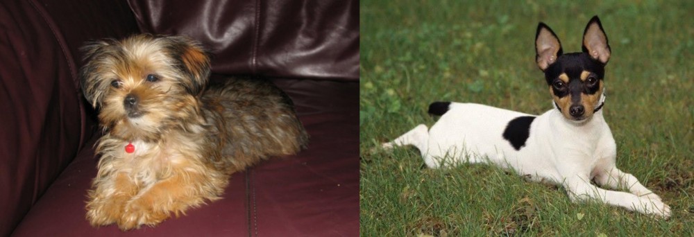 Toy Fox Terrier vs Shorkie - Breed Comparison