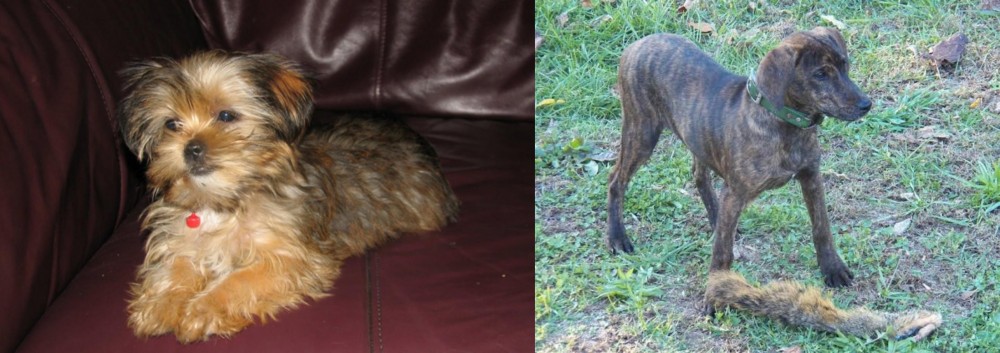 Treeing Cur vs Shorkie - Breed Comparison
