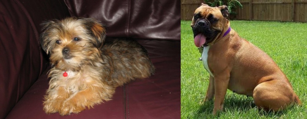 Valley Bulldog vs Shorkie - Breed Comparison