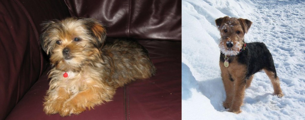 Welsh Terrier vs Shorkie - Breed Comparison