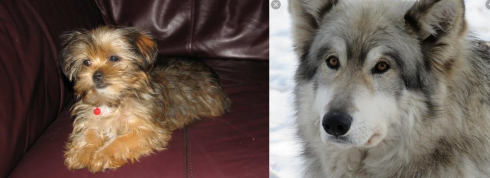 Wolfdog vs Shorkie - Breed Comparison