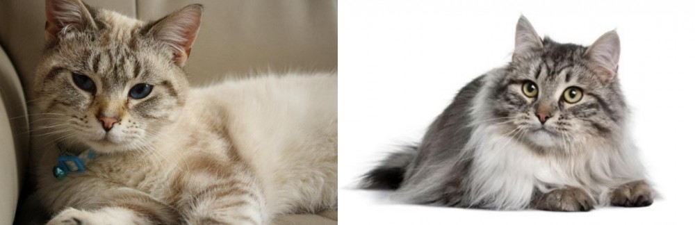 Siberian vs Siamese/Tabby - Breed Comparison