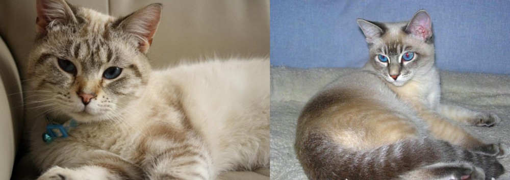 Tiger Cat vs Siamese/Tabby - Breed Comparison