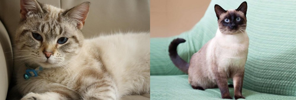 Traditional Siamese vs Siamese/Tabby - Breed Comparison