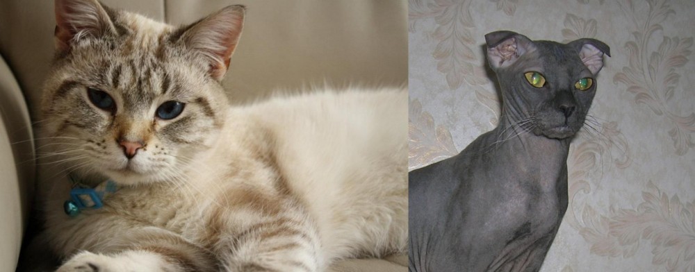 Ukrainian Levkoy vs Siamese/Tabby - Breed Comparison