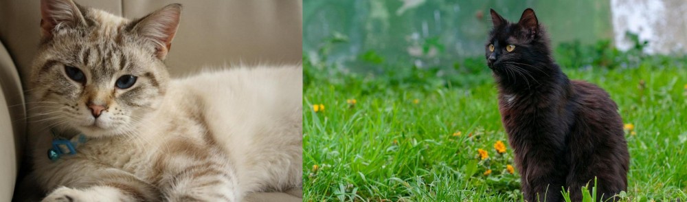 York Chocolate Cat vs Siamese/Tabby - Breed Comparison